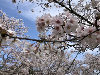 桜　image0.jpeg.png